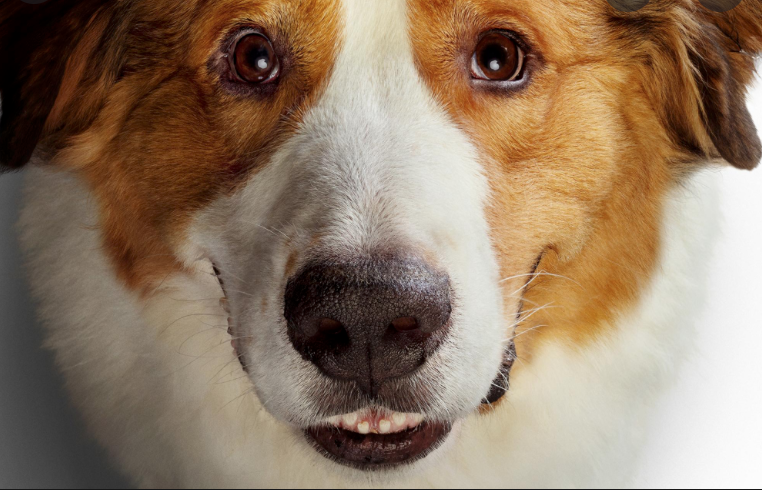 MOVIE REVIEW: A DOG’S JOURNEY